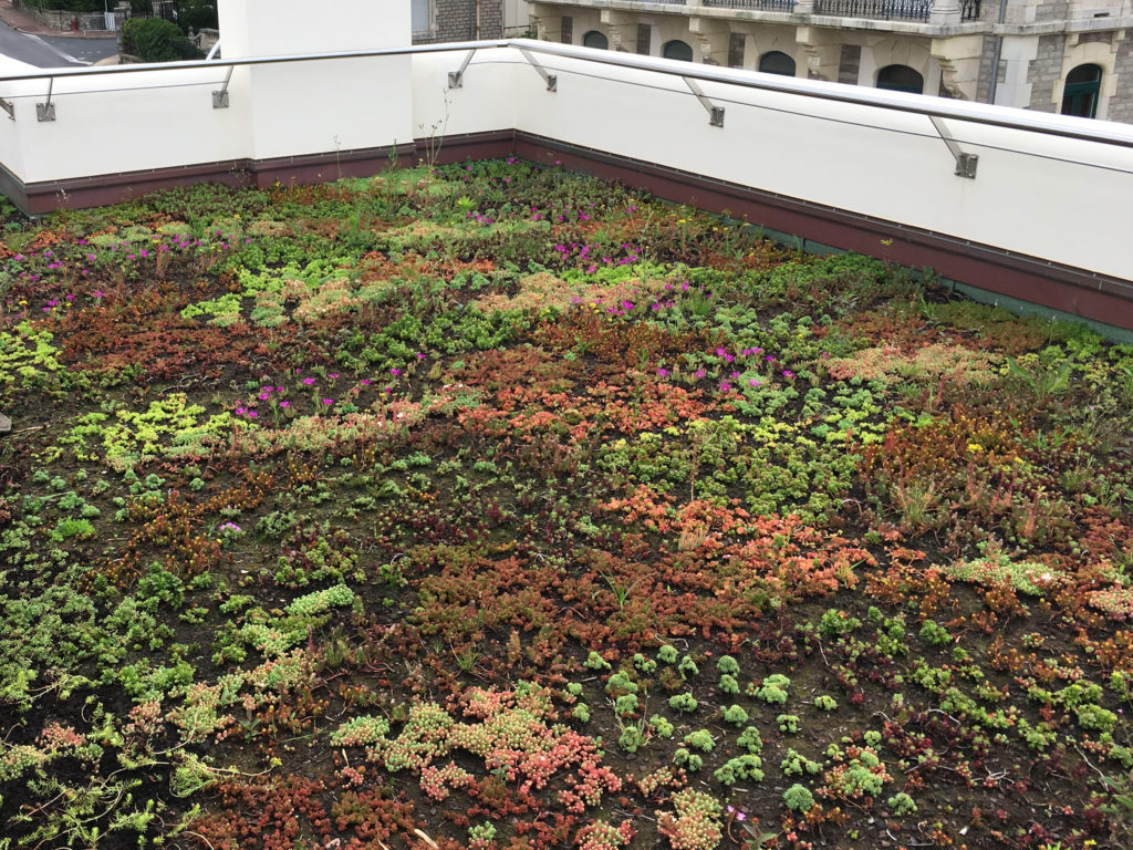 Floriparc, toit terrasse vegetalisée Biarritz