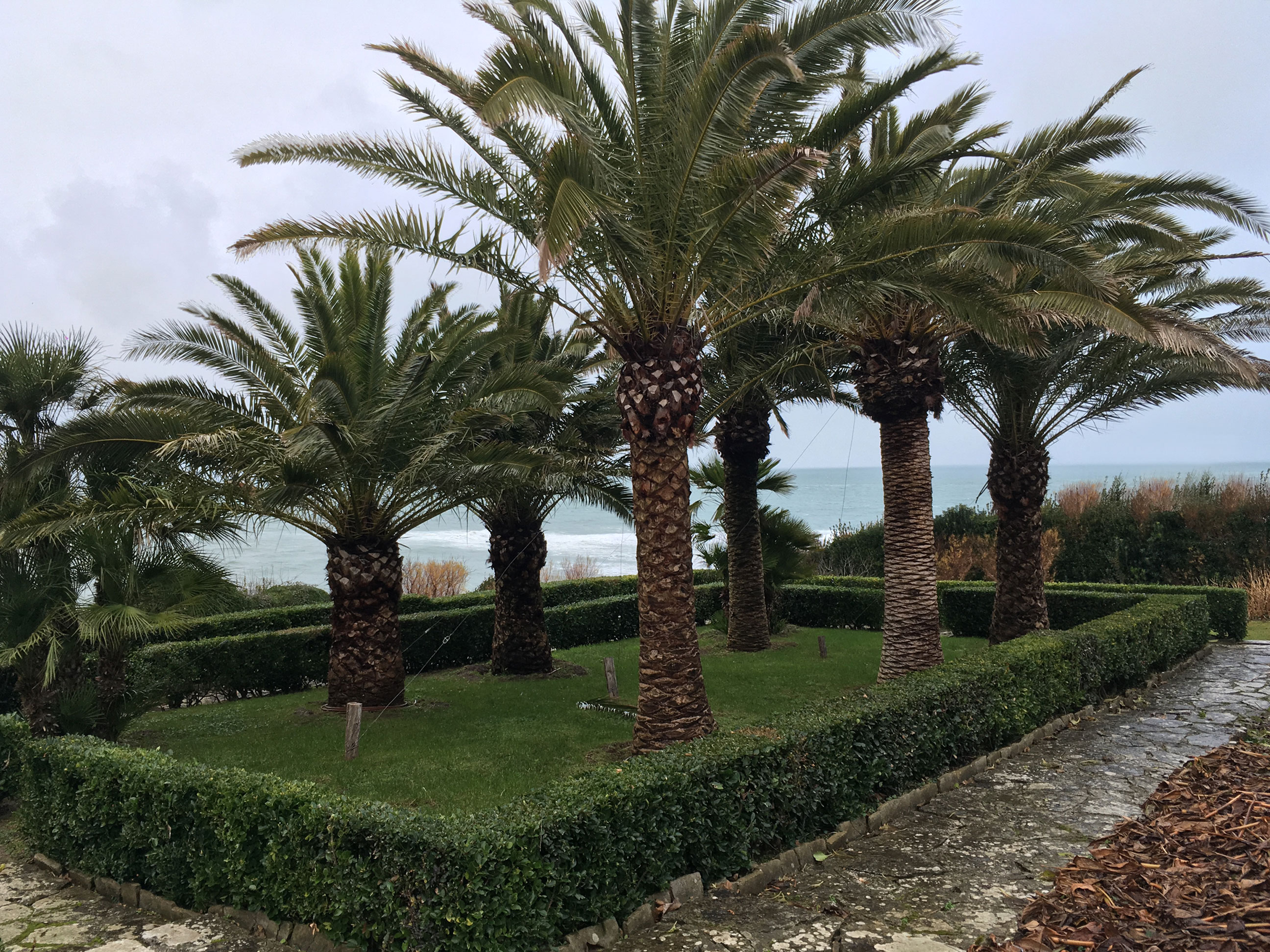 Palmiers en front d’océan