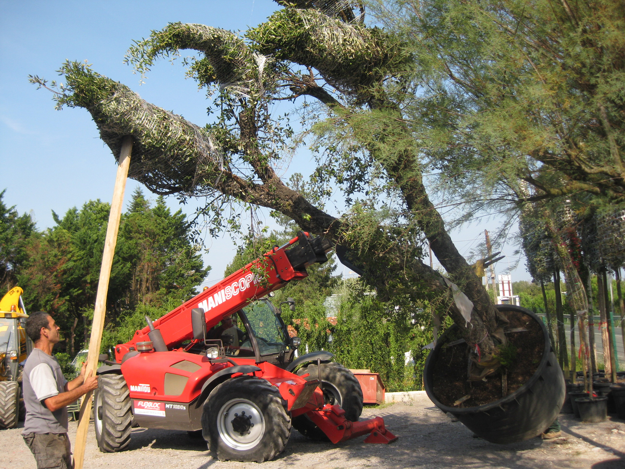 Floriparc, plantation de gros sujets